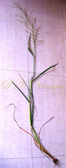  Plant